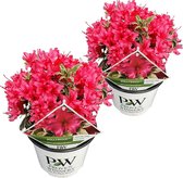 Rhododendron 'Bollywood'® per 2 stuks | Buitenplant in kwekerspot ⌀19 cm - ↕40-45 cm