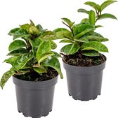 Hoya 'Krinkle' per 2 stuks | Kamerplant in kwekerspot ⌀10 cm - ↕15 cm