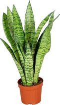 Sansevieria 'Zeylanica' per stuk | Kamerplant in kwekerspot ⌀9 cm - ↕20-30 cm