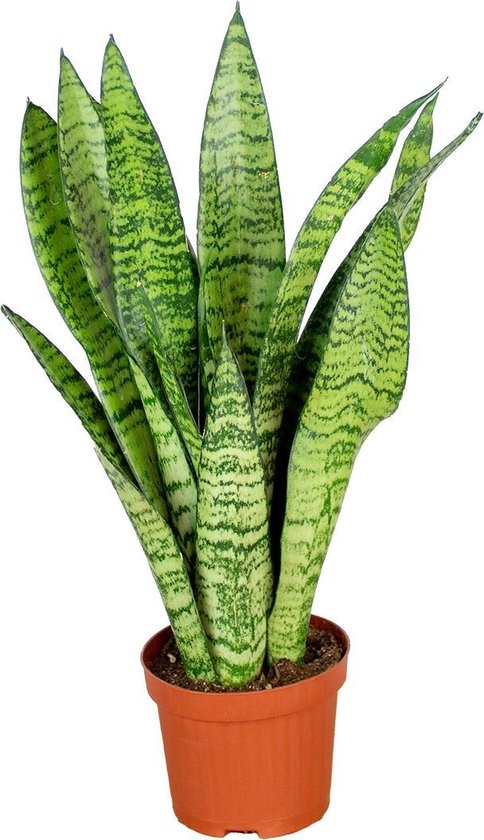 Sansevieria 'Zeylanica' per stuk | Kamerplant in kwekerspot ⌀9 cm - ↕35 cm
