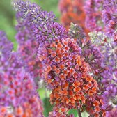 8 x Buddleja weyeriana 'Flower Power' - Vlinderstruik in C2 pot met hoogte 10-20cm