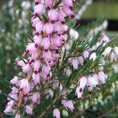 34 x Erica carnea 'Ghost Hills' - Winterheide in P10.5 pot met hoogte 5-10cm