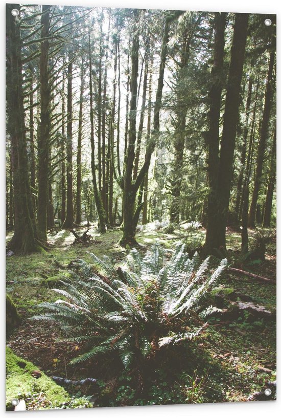 Tuinposter – Bos met Plantjes - 80x120cm Foto op Tuinposter  (wanddecoratie voor buiten en binnen)