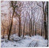 Forex - Bos in de Sneeuw met Zon - 50x50cm Foto op Forex