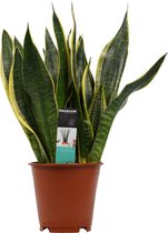 Kamerplant van Botanicly – Vrouwentongen – Hoogte: 40 cm – Sansevieria trif. Superba