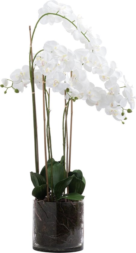 Bemiddelen Plantkunde Benodigdheden Grote Witte Hoge Orchidee In Glazen Pot | bol.com