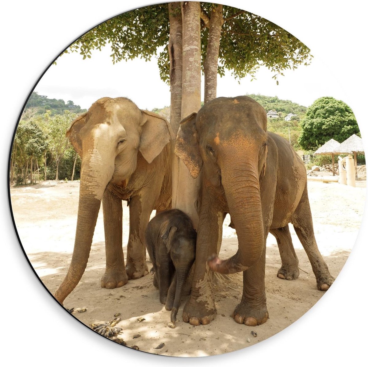 Dibond Wandcirkel - Olifantenfamilie met Baby - 30x30cm Foto op Aluminium Wandcirkel (met ophangsysteem)
