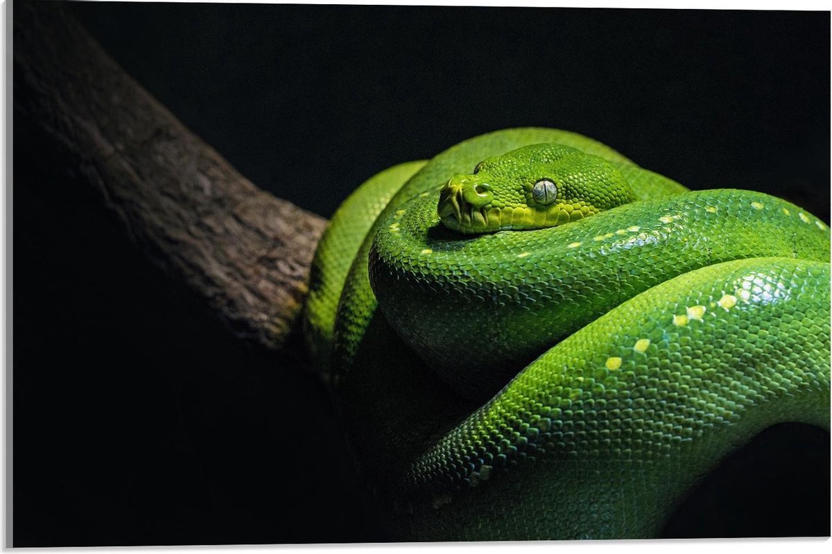 Acrylglas - Groene opgerolde Slang op Boomstam - 60x40cm Foto op Acrylglas (Wanddecoratie