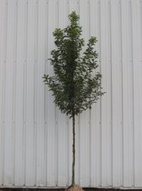 Boomvorm- Portugese laurierkers - Prunus lusitanica | Omtrek: 6-10 cm | Hoogte: 250 cm