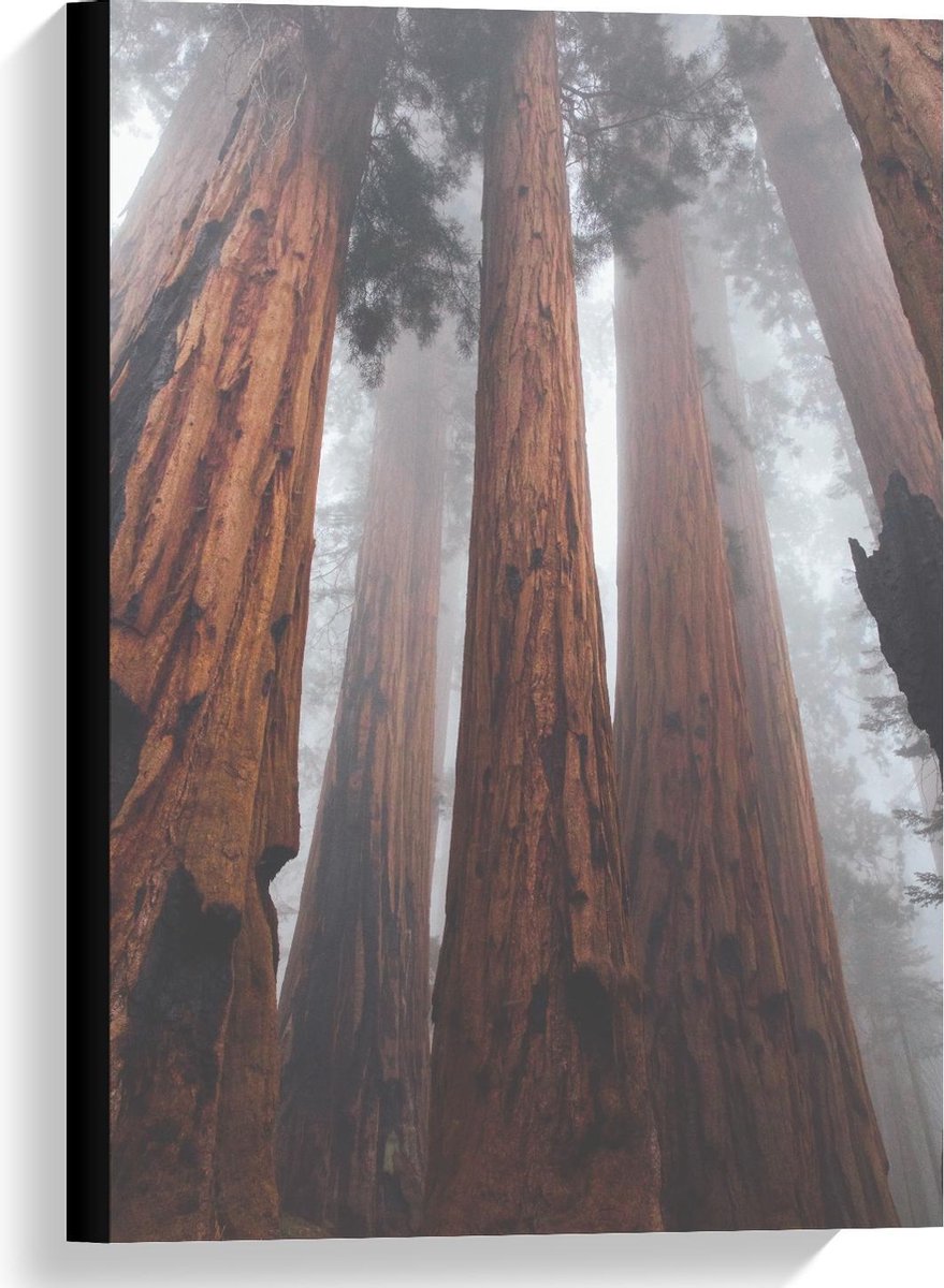 KuijsFotoprint Canvas - Hoge Bruine Bomen - 40x60cm Foto op Canvas Schilderij (Wanddecoratie op Canvas) Groen