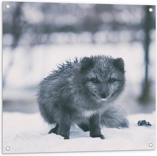 Tuinposter – Schattige Grijze Vos In de Sneeuw - 80x80cm Foto op Tuinposter  (wanddecoratie voor buiten en binnen)