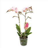 Orchidee van Botanicly – Vlinder orchidee – Hoogte: 50 cm, 2 takken, witte bloemen – Phalaenopsis Amaglad Soft