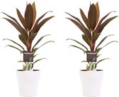 Kamerplanten van Botanicly – 2 × Cordyline Fruticosa Rumba incl. sierpot wit als set – Hoogte: 40 cm