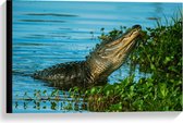 Canvas  - Krokodil Kruipend uit het Water - 60x40cm Foto op Canvas Schilderij (Wanddecoratie op Canvas)