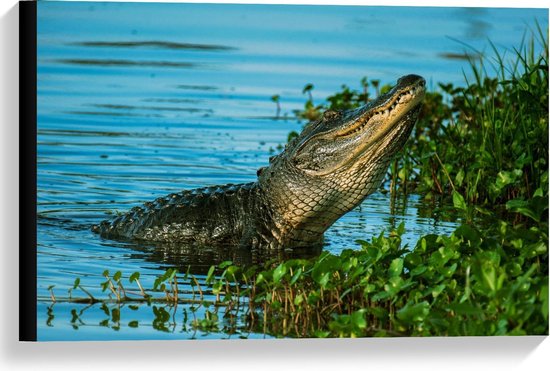 Canvas - Krokodil Kruipend uit het Water - Foto op Canvas Schilderij (Wanddecoratie op Canvas)