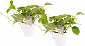 Duo Scindapsus Aureum met potten Anna White