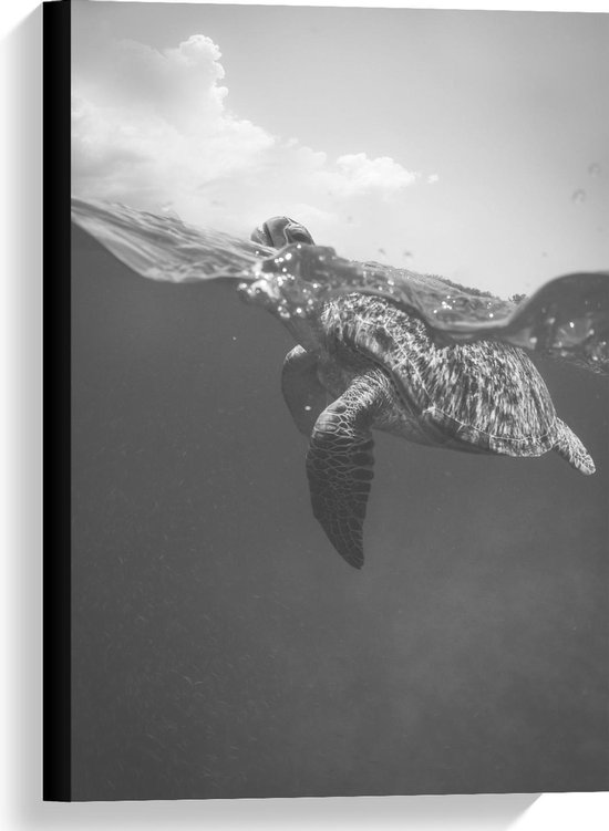 Canvas  - Schildpad aan het Wateroppervlak (zwart/wit) - 40x60cm Foto op Canvas Schilderij (Wanddecoratie op Canvas)