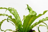 Asplenium Crispy Wave - 25cm