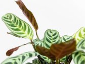 Choice of Green - Ctenanthe burle-marxii - Calathea - Kamerplant in Kwekerspot ⌀12 cm - Hoogte ↕40 cm