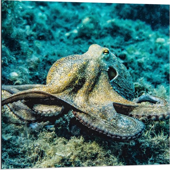 Dibond - Grote Octopus op de Zee Bodem - 80x80cm Foto op Aluminium (Met Ophangsysteem)