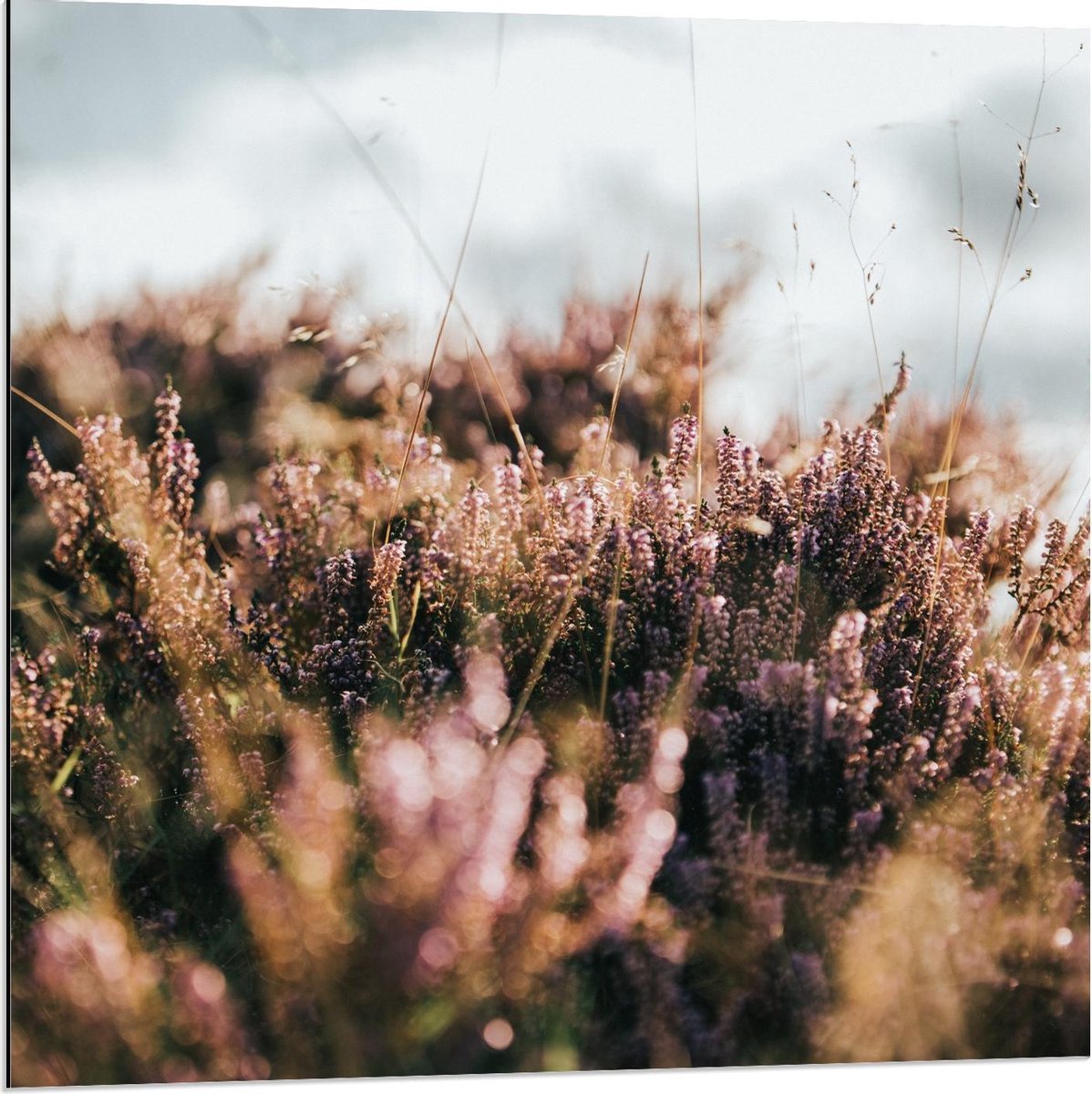 Dibond - Grassen in de Duinen - 80x80cm Foto op Aluminium (Wanddecoratie van metaal)