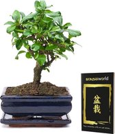 Bonsaiworld Bonsai Boompje Bol-Vormig - 8 jaar oud - Hoogte 20-25 cm + Bonsai Boekje