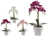 Decoratieve plant Cirkelvormig Orchidee