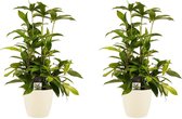 Duo 2x Dracaena Surculosa met Elho brussels soap