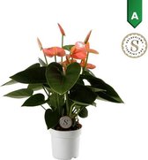 Anthurium "Spirit"