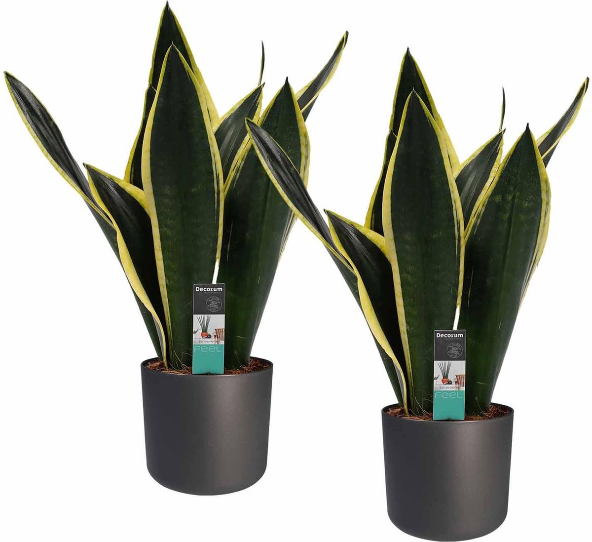 BOTANICLY Kamerplanten van – 2 × Vrouwentongen incl. sierpot antraciet cilindrisch als set – Hoogte: 50 cm – Sansevieria Fire