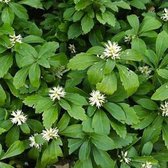 100 x Pachysandra Terminalis - Schaduwkruid in 9x9cm pot met hoogte 5-10cm