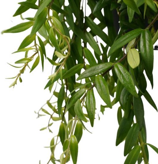 Hangplant Aeschynanthus Japhrolepis 'Lipstick plant'