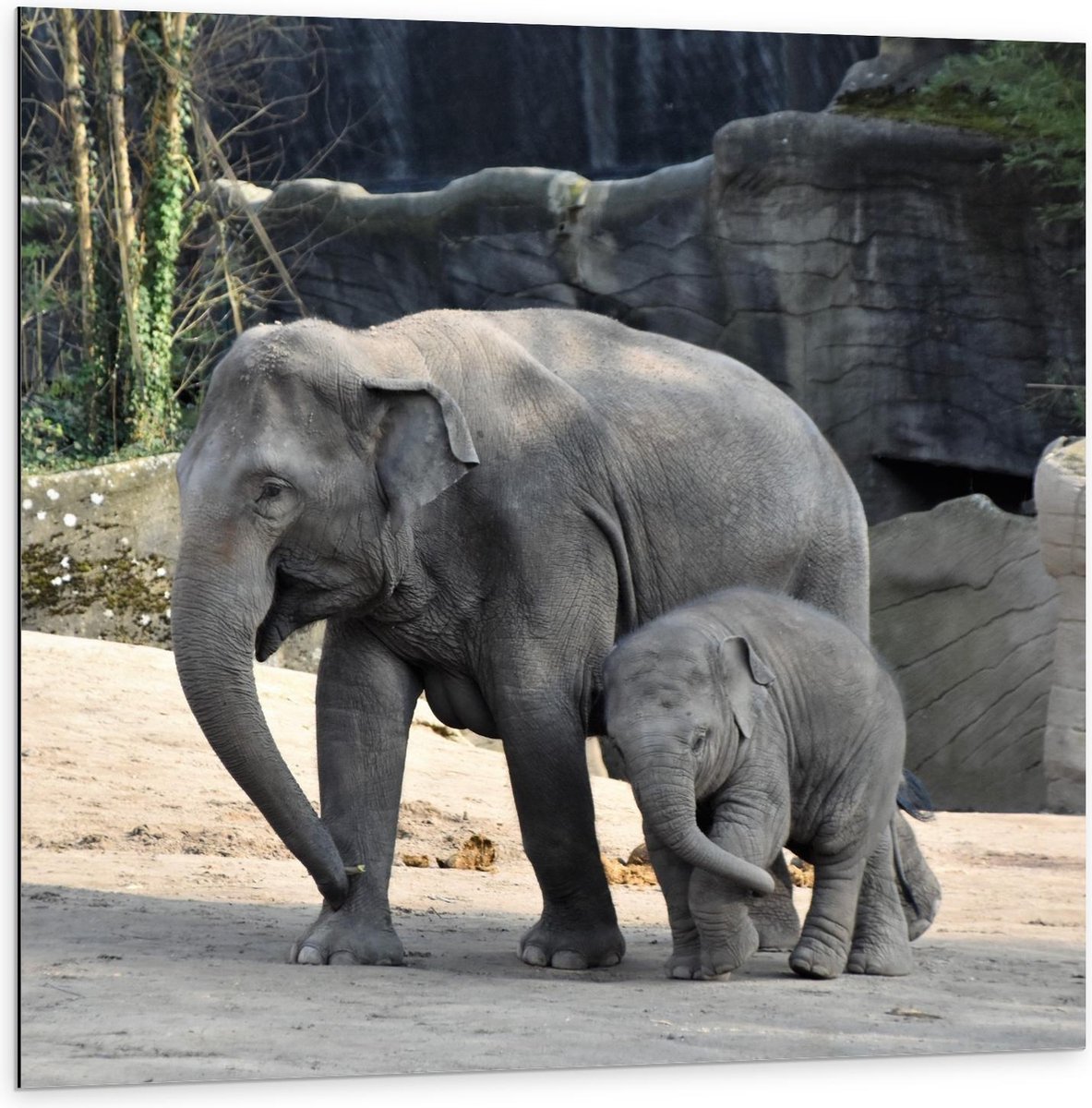 Dibond - Olifant met Baby - 100x100cm Foto op Aluminium (Met Ophangsysteem)