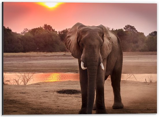 Dibond - Eenzame Olifant bij Ondergaande Zon - 40x30cm Foto op Aluminium (Wanddecoratie van metaal)