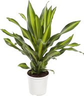 SIMPLYBLOOM.EU - Dracaena Burley