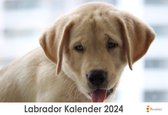 XL 2024 Kalender - Jaarkalender - Labrador