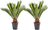 WL Plants - 2x Cycas Revoluta - Peace Palm - Sago Palm - Palm Fern - Plantes d'intérieur - Très facile d'entretien - ± 55 cm de haut - 14 cm de diamètre - En pot de culture