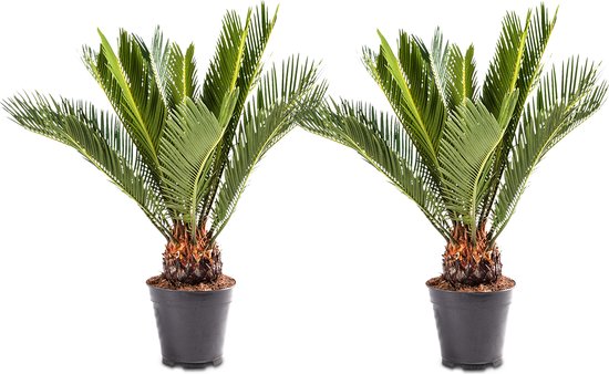 WL Plants - 2x Cycas Revoluta - Vredespalm - Sagopalm - Palmvaren - Kamerplanten - Zeer Gemakkelijk te Verzorgen - ± 55cm hoog - 14cm diameter - In Kweekpot