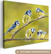 Canvas - Schilderij vogels - Vogel - Pimpelmees - Takken - Zon - Schilderijen op canvas - Canvas doek - 80x60 cm - Muurdecoratie - Interieur