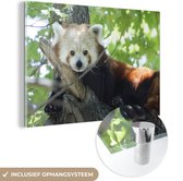 MuchoWow® Glasschilderij 60x40 cm - Schilderij acrylglas - Rode Panda - Boom - Groen - Foto op glas - Schilderijen
