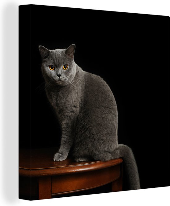 Canvas Schilderij Portret van een Britse korthaar kat - 20x20 cm - Wanddecoratie