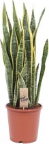 Groene plant – Vrouwentongen (Sansevieria Laurentii) – Hoogte: 80 cm – van Botanicly
