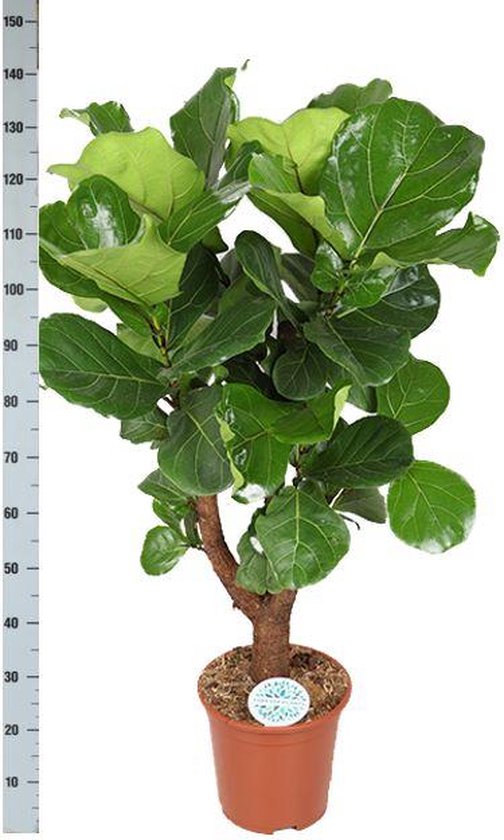 KAMERPLANT - Ficus Lyrata (vioolbladplant) – De Stek