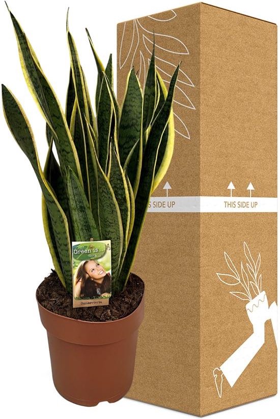 Vetplant Vrouwentongen Sansevieria Trifasciata Laurentii Hoogte 60 Cm Van Bol 