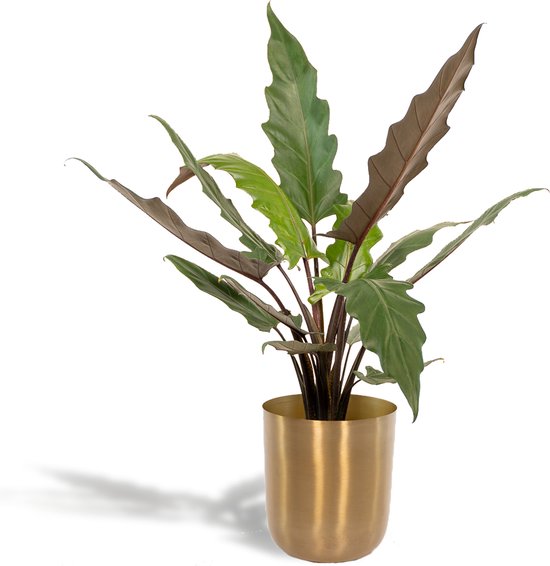 Alocasia Zebrina extra small kopen