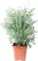 Loofboom – Zilverblad (Eucalyptus gunnii) met bloempot – Hoogte: 60 cm – van Botanicly