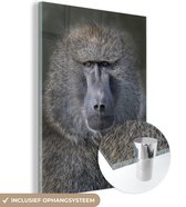 Close-up portrait of a Baboon Plexiglass 30x40 cm - small - Tirage photo sur Glas (décoration murale en plexiglas)