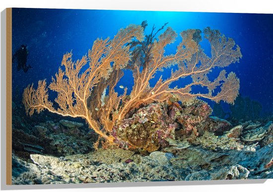 Hout - Oceaan - Zee - Onderwaterleven - Koraal - Duiken - Kleuren - 90x60 cm - 9 mm dik - Foto op Hout (Met Ophangsysteem)