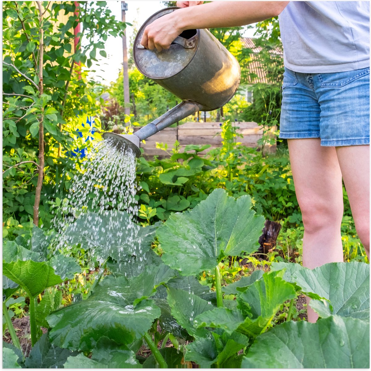 Poster Glanzend – Tuin - Bloemen - Planten - Gieter - Water - Groen - 50x50 cm Foto op Pos