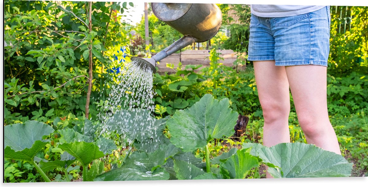 Dibond - Tuin - Bloemen - Planten - Gieter - Water - Groen - 100x50 cm Foto op Aluminium (
